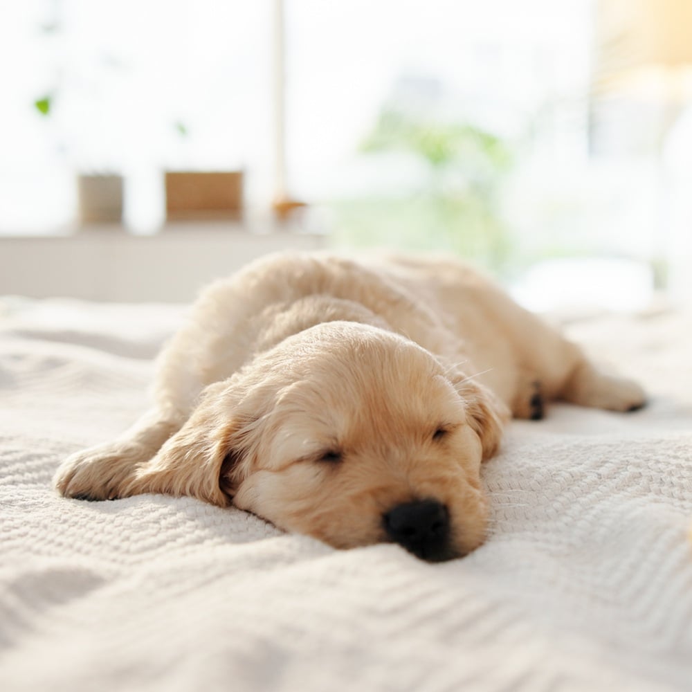 Sleeping With Pets